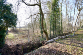 Grundstücksansicht links - Naturbelassenes Forstgrundstück mit 1.250 m² Fläche