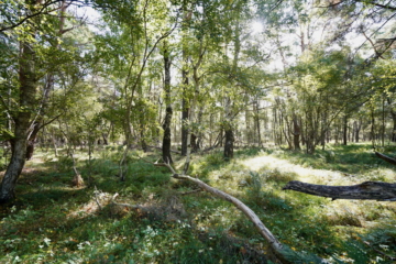 4.625 m² Moor in Brockel, 27386 Brockel, Landwirtschaftlicher Betrieb